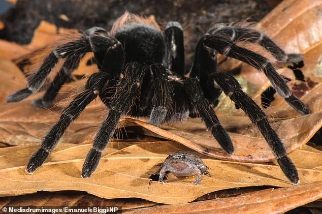 These Giant Tarantulas Keep Tiny Frogs As Pets In A Truly Bizarre Relationship