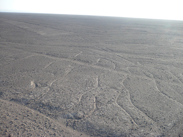 albero nazca