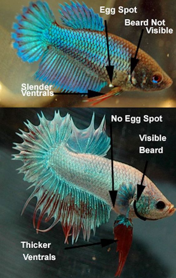 Perbedaan Ikan Cupang Jantan Dan Betina - Ikan Cupang Hias Koi Plakat