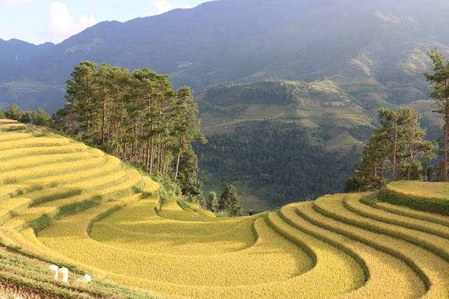 Marvel at the magnificent beauty of terraced fields at Northern Vietnam 1