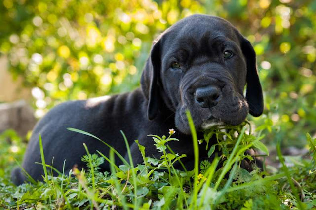 42 fotos de cachorros adoráveis Elfandarilha