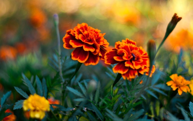 Pretty Pic Of Flowers Pretty Pic Of Flowers