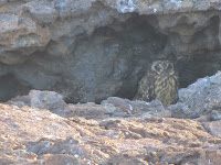 Horned Owl Galapagos