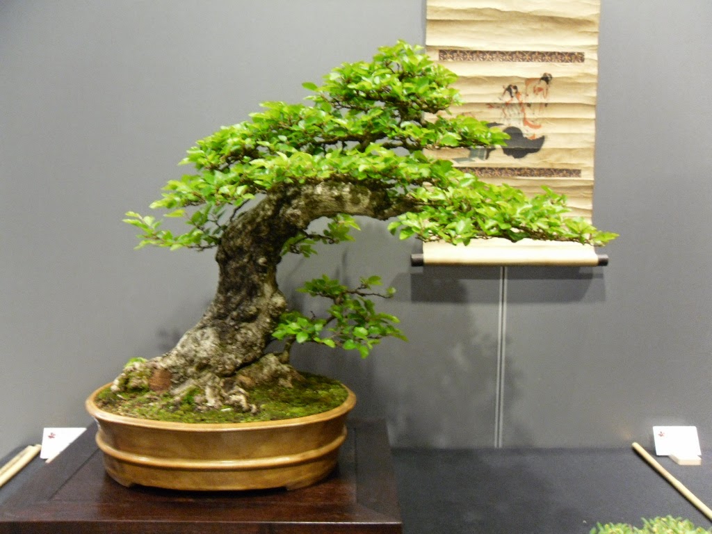 bonsai vereniging Apeldoorn bonsaishow Midden Nederland