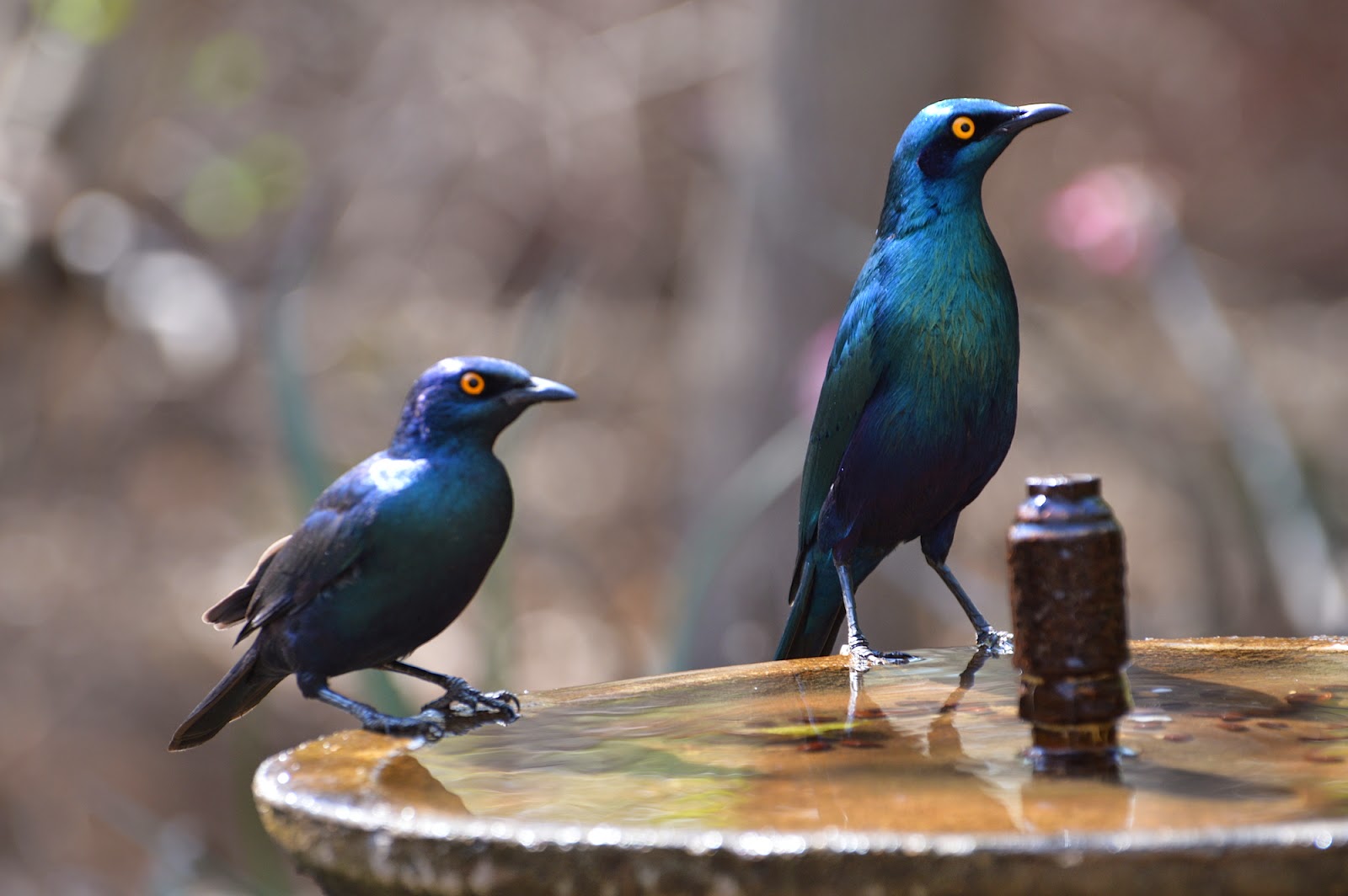 Kruger Park Safari. Our trip: The Birds of Kruger National Park