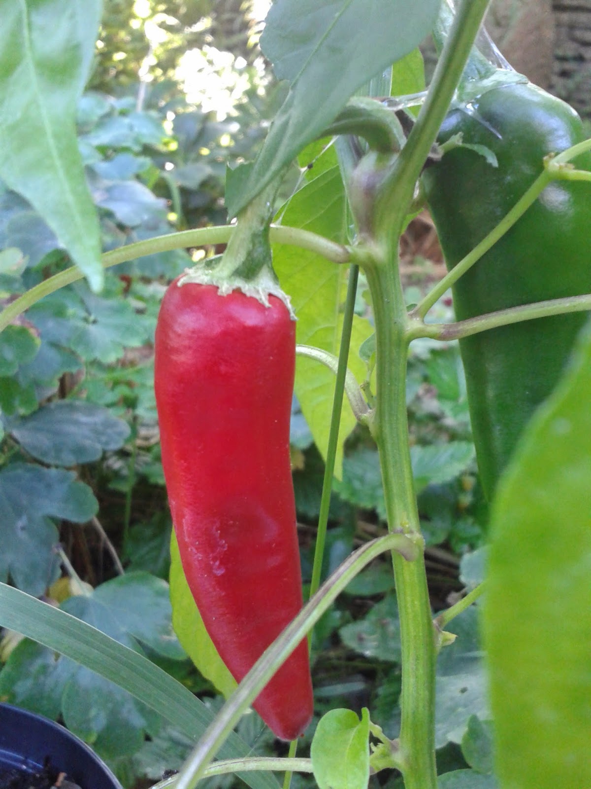 A Blog about Compost Red spider mite on Chilli plants