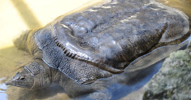 Cara Budidaya Labi Labi Bagi Pemula Agar Menghasilkan