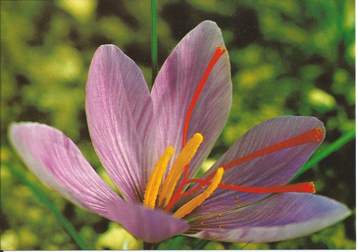 L' histoire du Safran Le musée