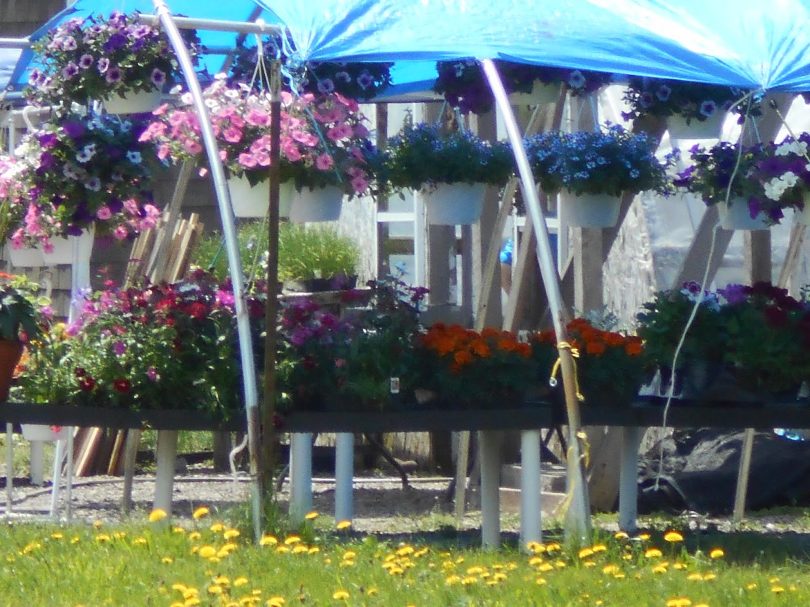 New York State of Mind MENNONITE ROADSIDE FLOWER STAND