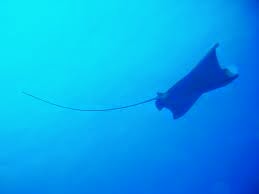 Jaw Dropping Cayes — Ranguana, Silk, and Hatchet! 70 Remax Vip Belize: Silk Caye on sea