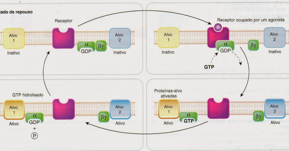 Proteinas RECEPTORES ACOPLADOS À PROTEÍNA G (GPCR) Proteinas RECEPTORES ACOPLADOS À PROTEÍNA G (GPCR)