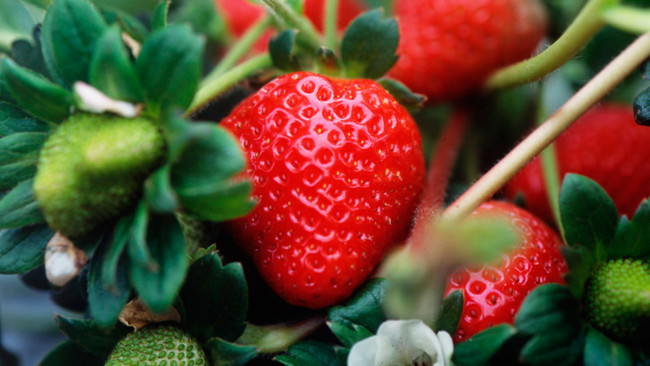 Manfaat Strawberry Cegah Kanker Lidah Manfaat Strawberry Cegah Kanker Lidah