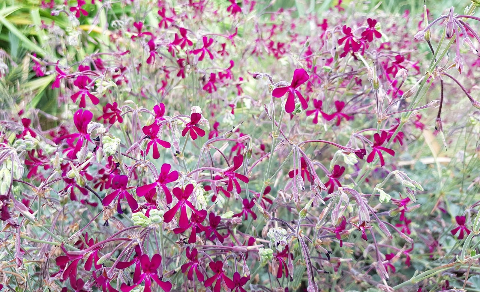 south african pelargonium in healthy shades of pink