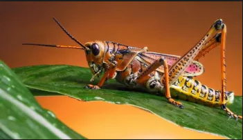 Contoh Hewan Metamorfosis Sempurna Dan Tidak Sempurna Gudang Study