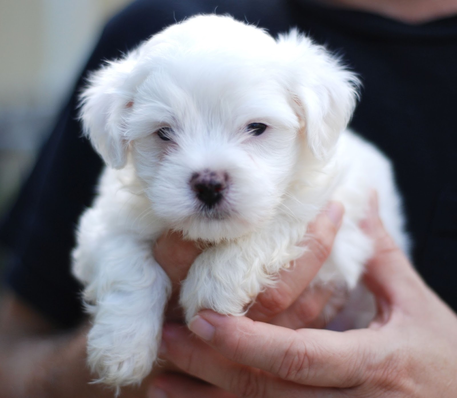 Puppy Gallery Pictures