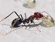 Evdeki Karıncalara Bitkisel Kesin Çözüm