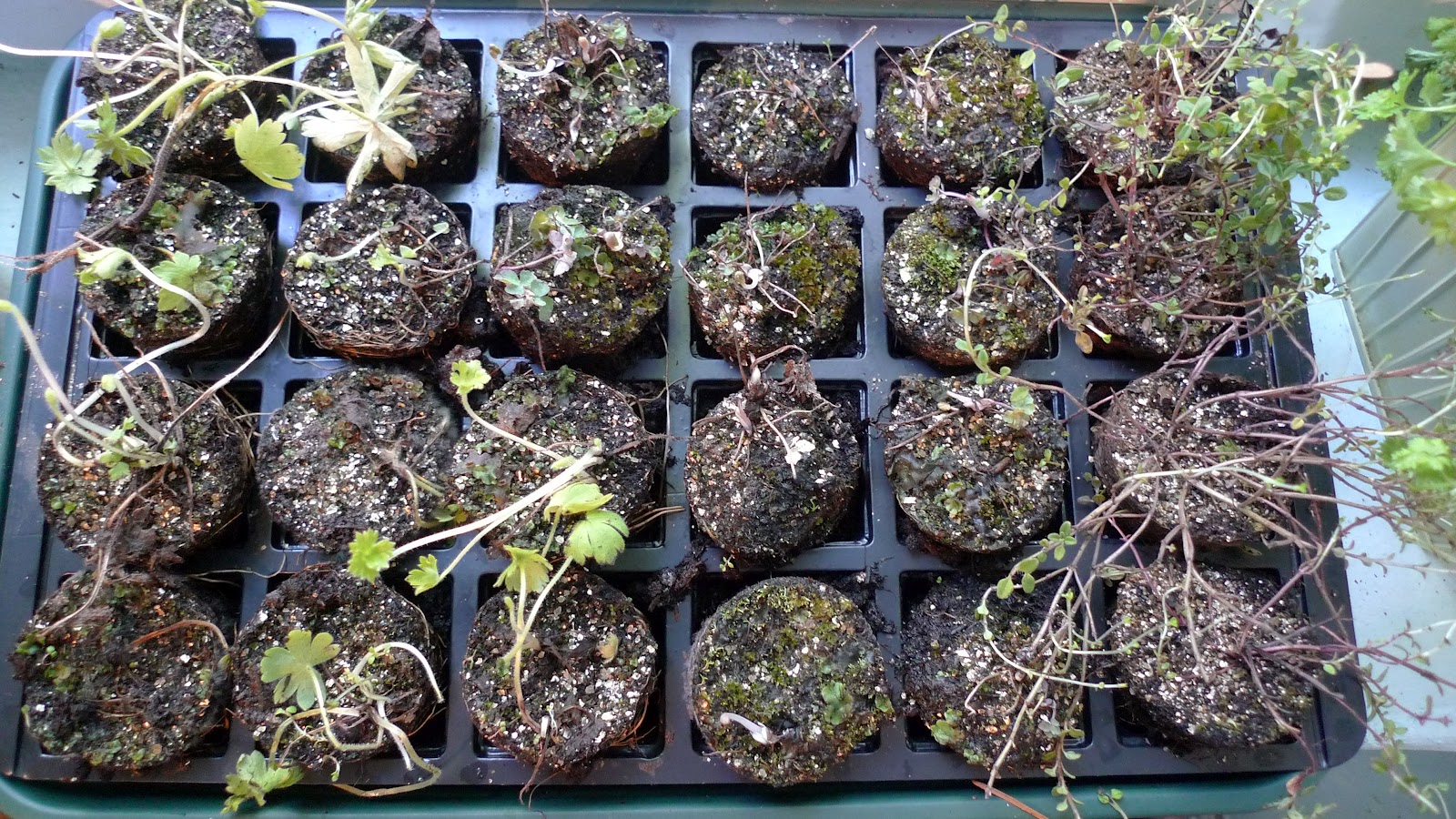 Gardening And Nature Therapy Ordering Plants from Nurseries on the