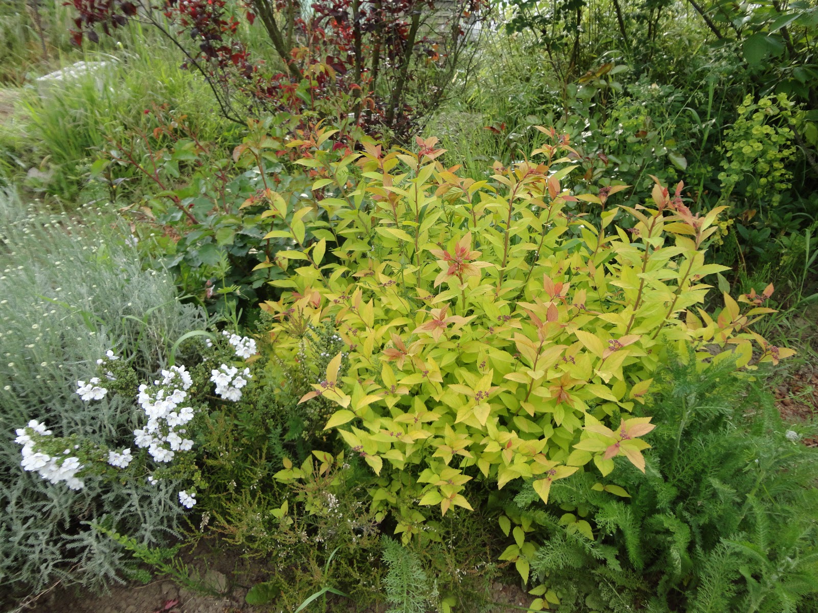 How To Grow Spiraea Japonica Goldflame The Garden Of Eaden