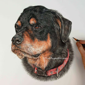 10-Tucson-Rottweiler-Angie-A-Pet-and-Wildlife-Pencil-Drawing-Artist-www-designstack-co