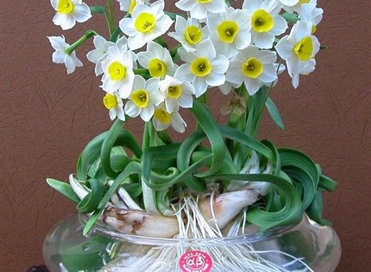 cach trong hoa thuy tien dep
