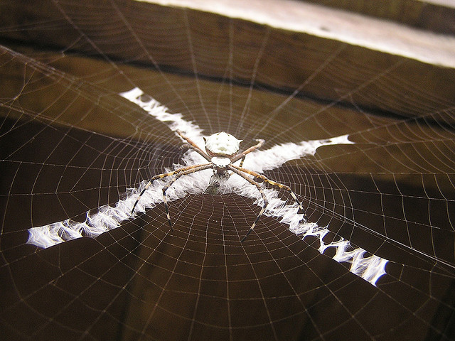 The Spiders That Decorate Their Own Webs