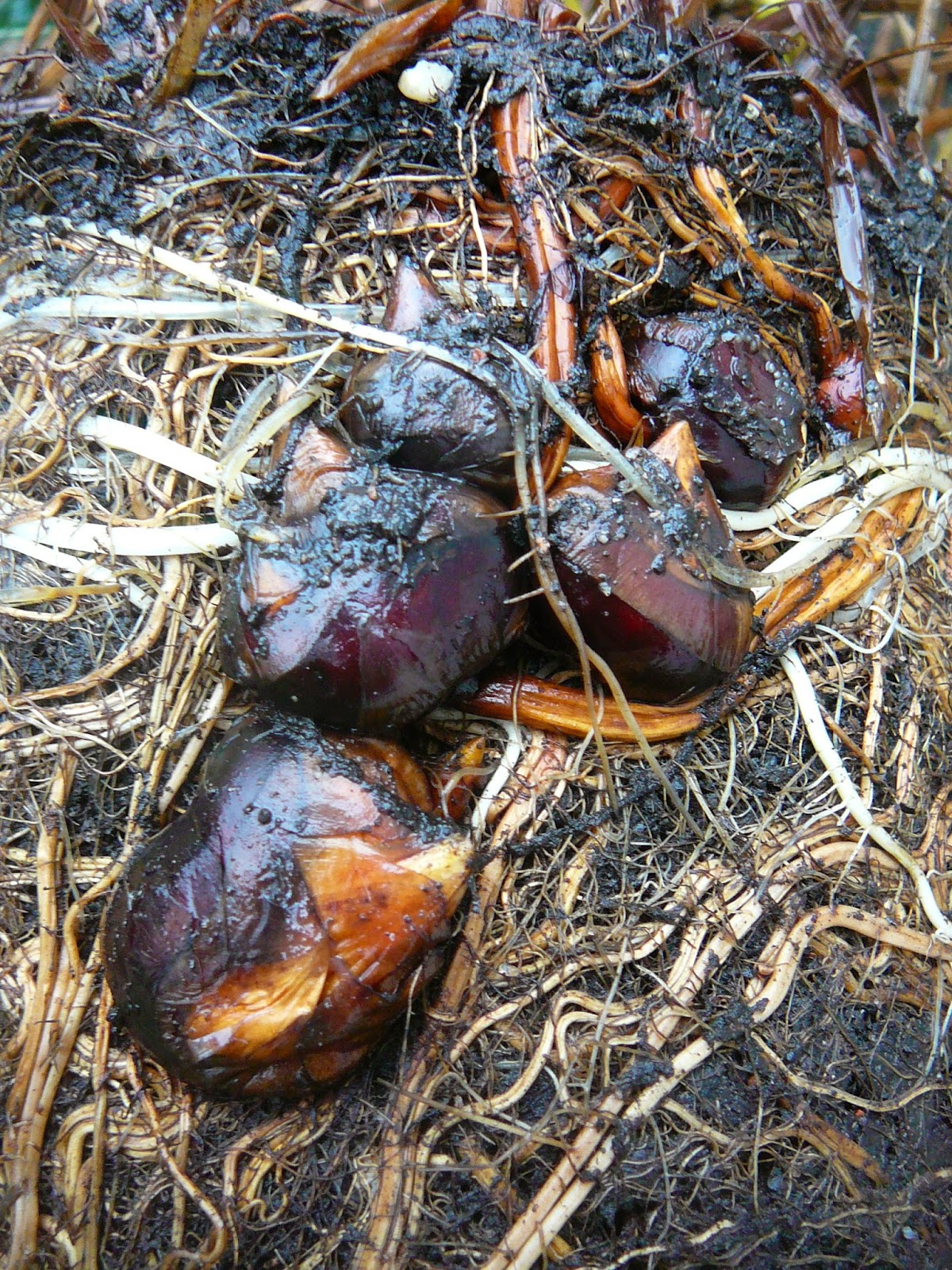 People, Plants, Landscapes Water Chestnuts