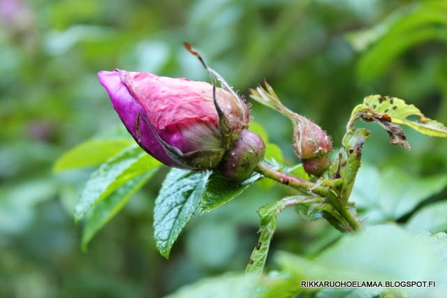 tyttö ystäväni porno