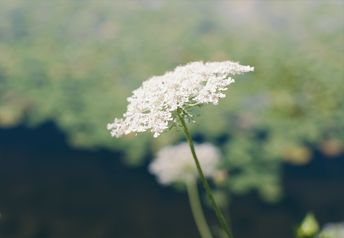 The Flying Clubhouse: Queen Anne's Lace The Flying Clubhouse: Queen Anne's Lace