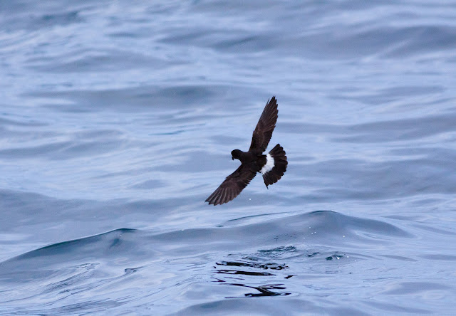 European Storm-petrel - Scilly Isles European Storm-petrel - Scilly Isles