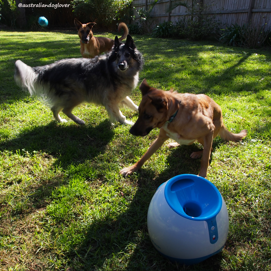 when do dogs balls drop ifetch launcher for big dogs australian lover when do dogs balls drop ifetch launcher for big dogs australian lover