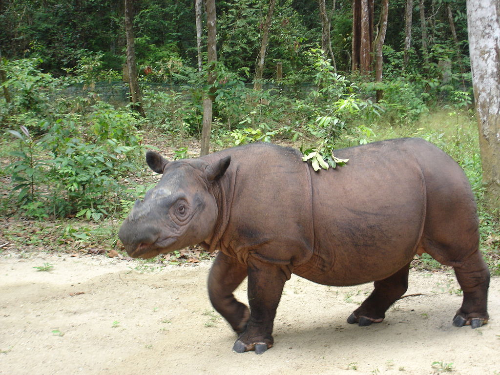 The Most Iconic Rainforest Animal of Indonesia - BorneoScape