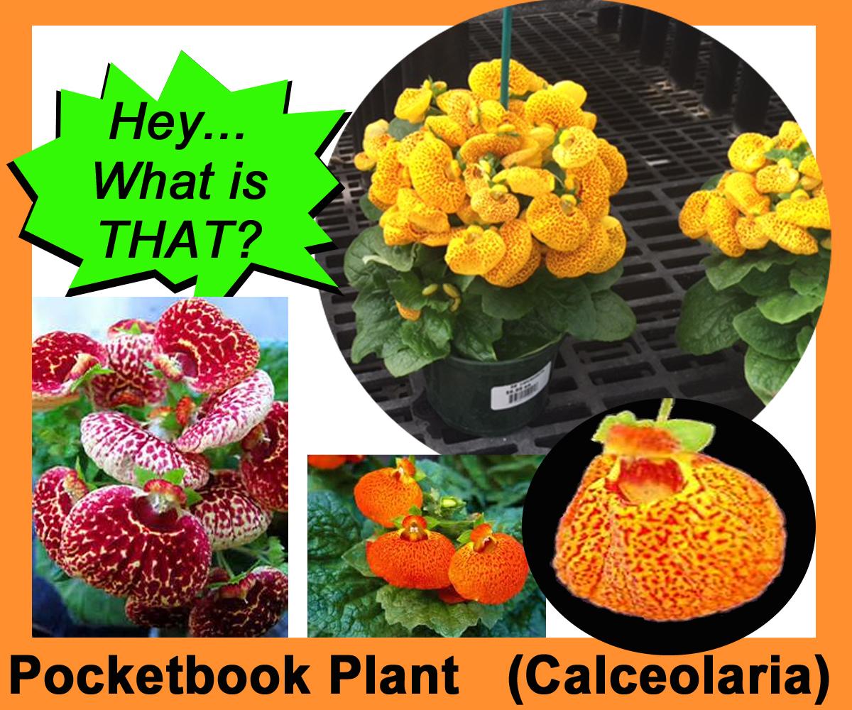 Dan Schantz Greenhouse and Cut Flower Outlet