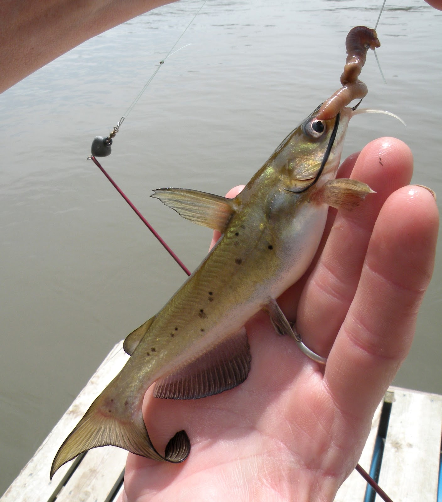 flux biota. Iowa Channel Catfish and a common carp.