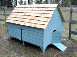coop chicken build building consider things choosing consideration factors taking into