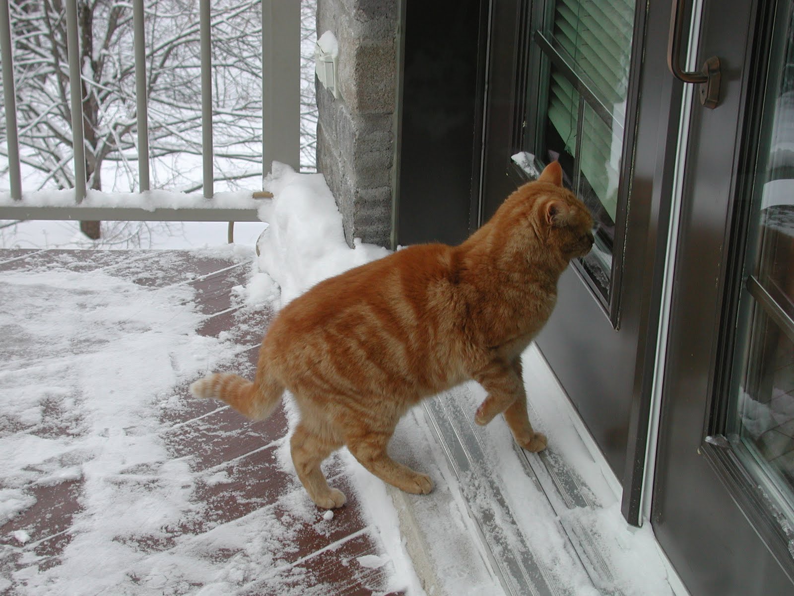 Chat Queue En L Air Qui Tremble felin.ca: Les CHATS résistent au Froid du Québec...la température peut