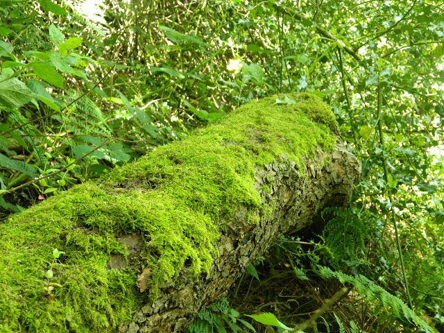 30 Days Wild Challenge 30 Days Wild Challenge