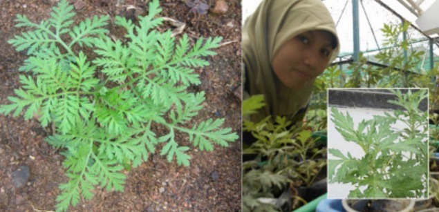 Artemisia annuaatausintrong Dapat Menghancurkan Sel Kanser Artemisia annuaatausintrong Dapat Menghancurkan Sel Kanser