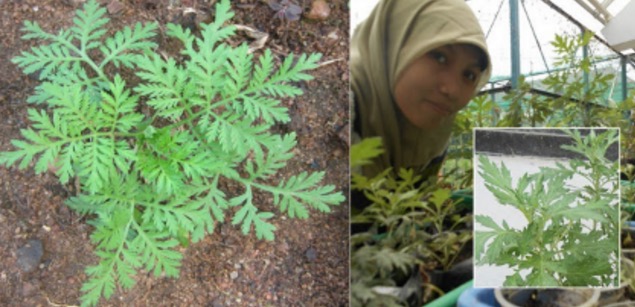 Artemisia annuaatausintrong Dapat Menghancurkan Sel Kanser