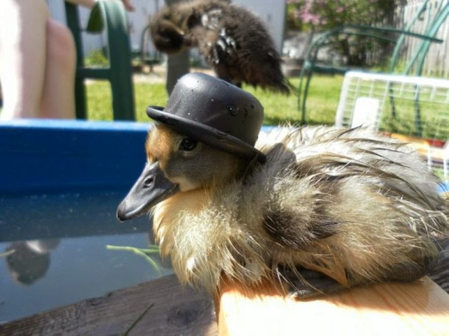 Cuteness Overloaded: 29 Adorable Pictures of Animals in Sport Hats