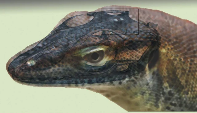 Freaky Ancient Lizard Had Four ‘Eyes'