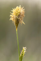 lappangó sás (Carex humilis)