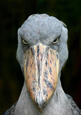 are shoebill storks extinct are shoebill storks extinct