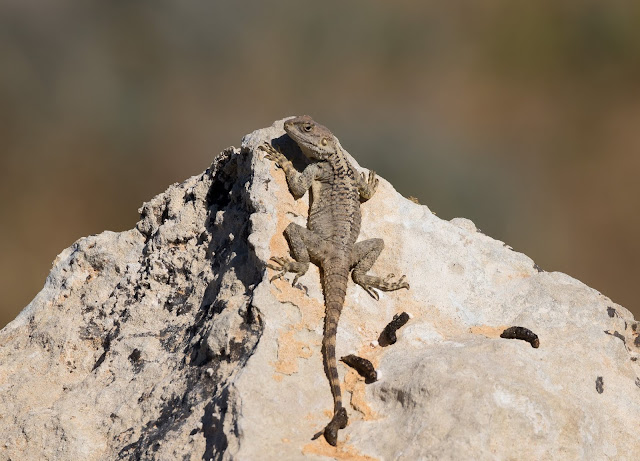 Starred Agama - Cyprus Starred Agama - Cyprus