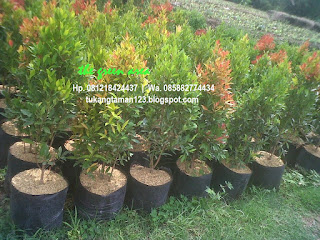 kami tukang taman minimalis menjual pohon pucuk merah dengan berbagai ukuran dan harga yang murah, tanaman pengganti pagar hidup