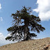 Намериха най-старото (към момента) дърво в Европа
