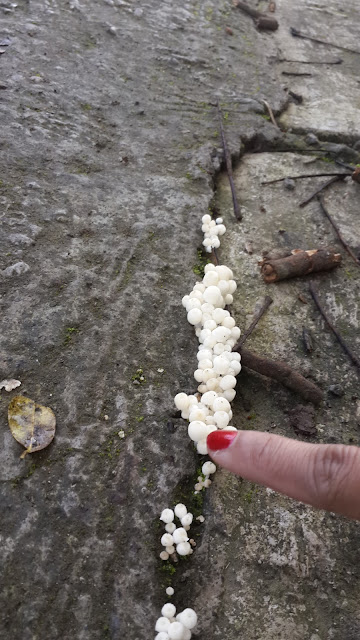 tiny mushroom tiny mushroom