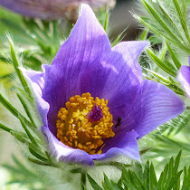 http://wild-flowers-of-europe.blogspot.nl/2014/11/pulsatilla-vulgaris.html