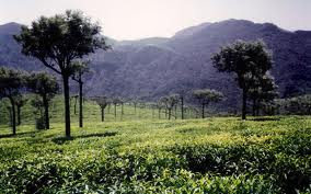 tea gardens in ooty hill station in tamil nadu in south india