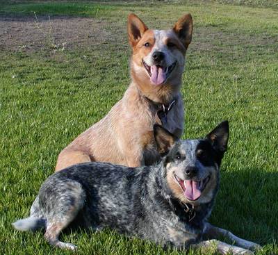 Life of - Animal Life in the Wild: Cattle Dog