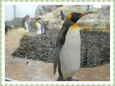 Asahiyama Zoo Penguin Asahiyama Zoo Penguin